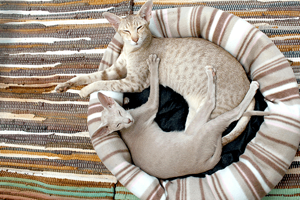 cama gatos alfombra